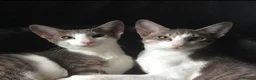 Mixed Breed cats for sale: Two gorgeous oriental/bengal cats  - Advert 1