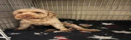 Cockapoo dogs for sale: Toy Cockapoo puppies girls and boys  - Advert 1