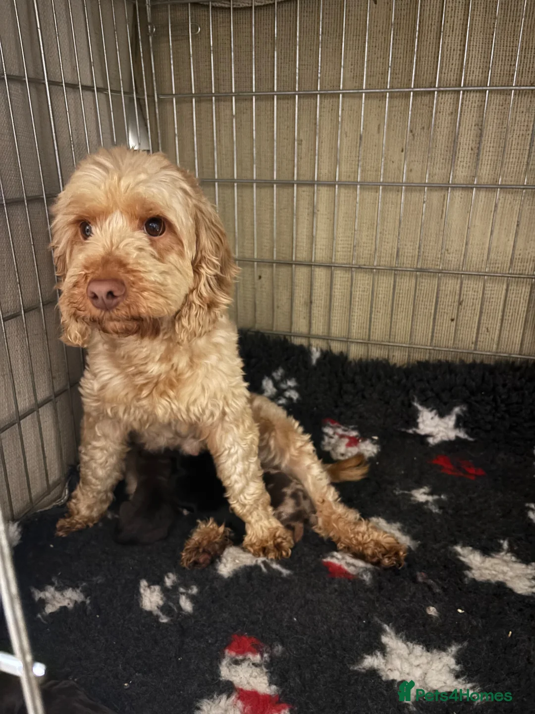 Cockapoo dogs for sale: Toy Cockapoo puppies girls and boys  - Advert 1