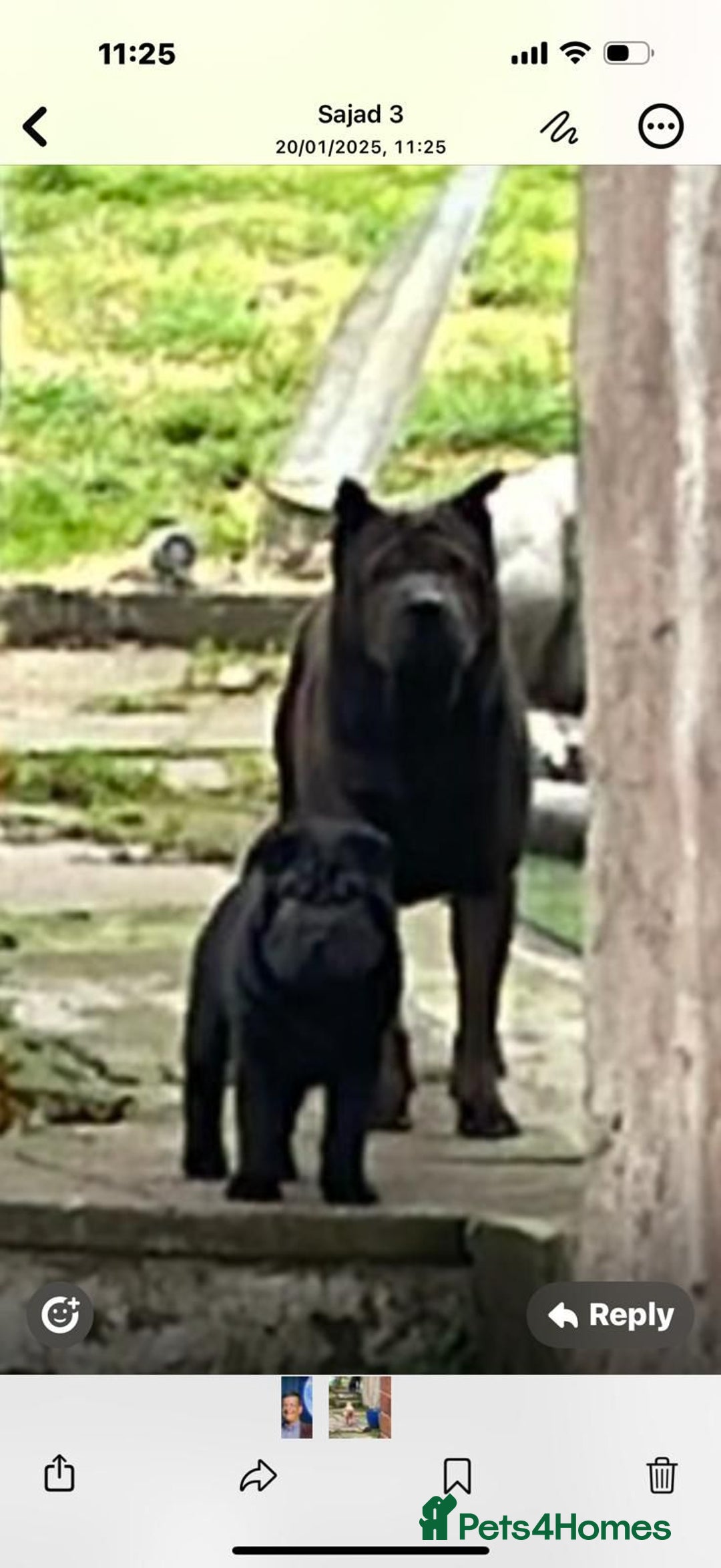 Shar Pei dogs for sale: Shar Pei Puppies 4 sale - Advert 2