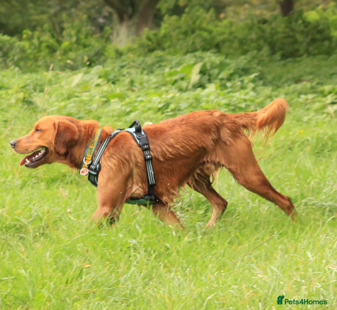 Golden Retriever dogs for stud: Gorgeous Gus for Stud  in Faringdon - Advert 7