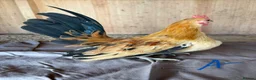 Chickens poultry for sale: Serama hen and cockerel pairs  - Advert 2