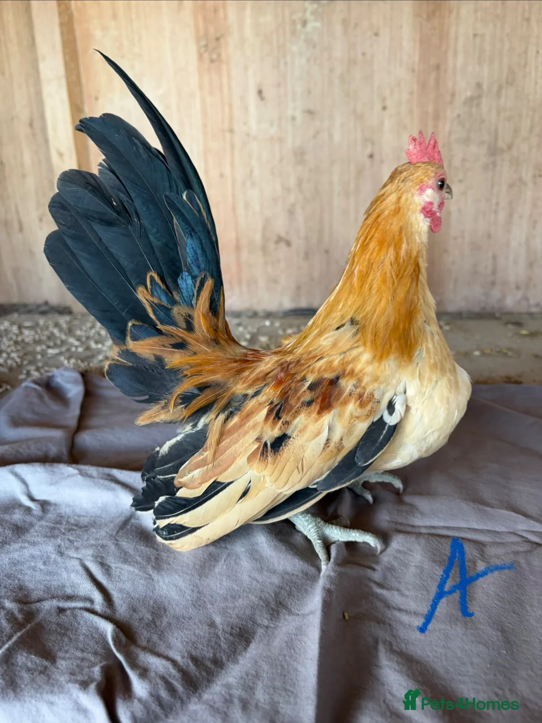 Chickens poultry for sale: Serama hen and cockerel pairs  - Advert 2
