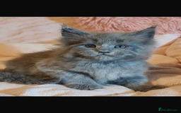 Maine Coon cats for sale: Beautiful Blue/Black Smoked or Solid Maine Coons  - Image 21