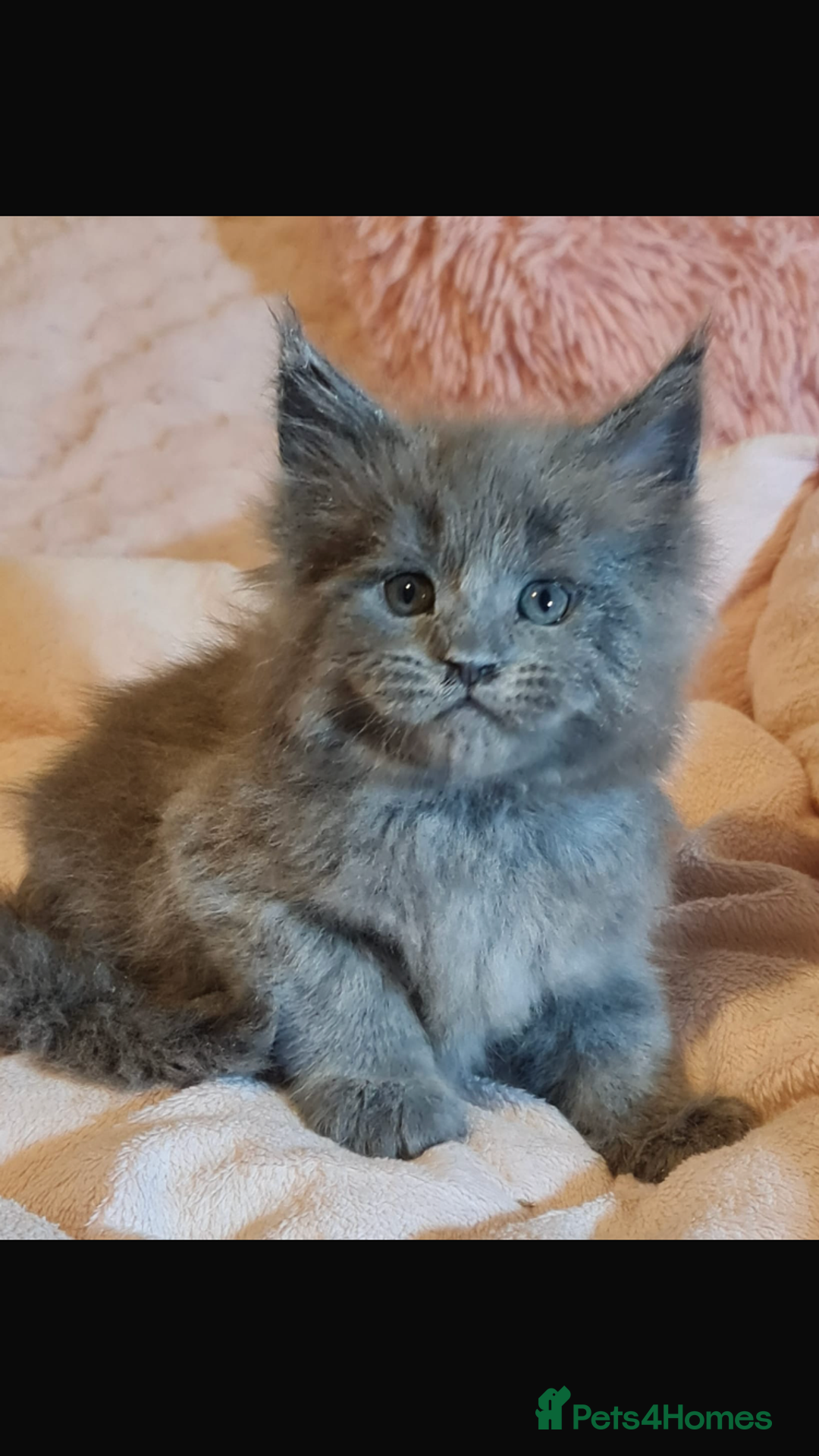 Maine Coon cats for sale: Beautiful Blue/Black Smoked or Solid Maine Coons  - Image 21