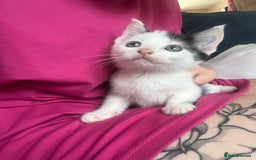 Mixed Breed cats for sale: Ready to meet the new fam! Microchipped & insured  - Image 5
