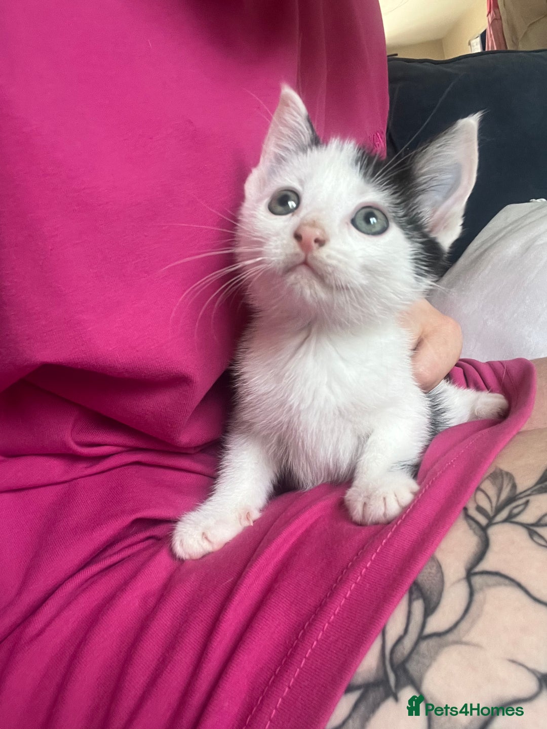 Mixed Breed cats for sale: Ready to meet the new fam! Microchipped & insured  - Image 5
