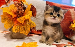 Scottish Fold cats for sale: Purrfect little babies - Image 11