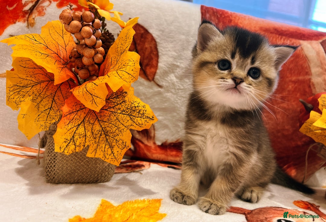 Scottish Fold cats for sale: Purrfect little babies - Image 11