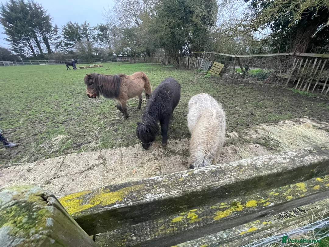 Miniature horses for sale: Female miniature horse - Advert 12