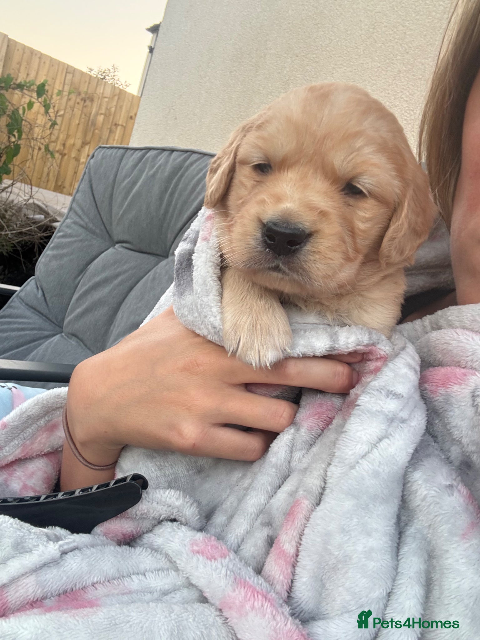 Golden Retriever dogs for sale: Stunning kc golden retriever puppies 🐶  in Ashford - Advert 13