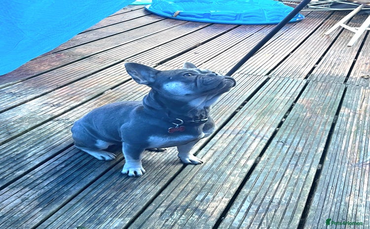 French Bulldog dogs Little French bulldog  - Advert 1