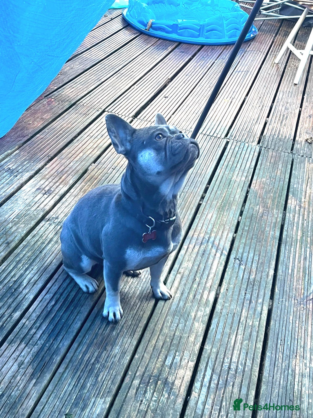 French Bulldog dogs for sale: Little French bulldog  - Advert 2