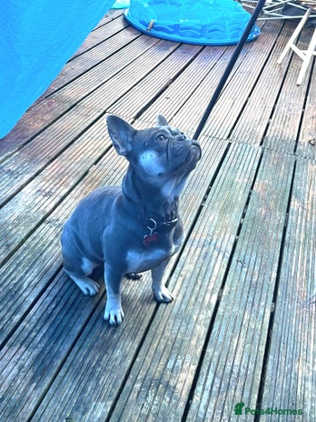 French Bulldog dogs Little French bulldog - Advert 1