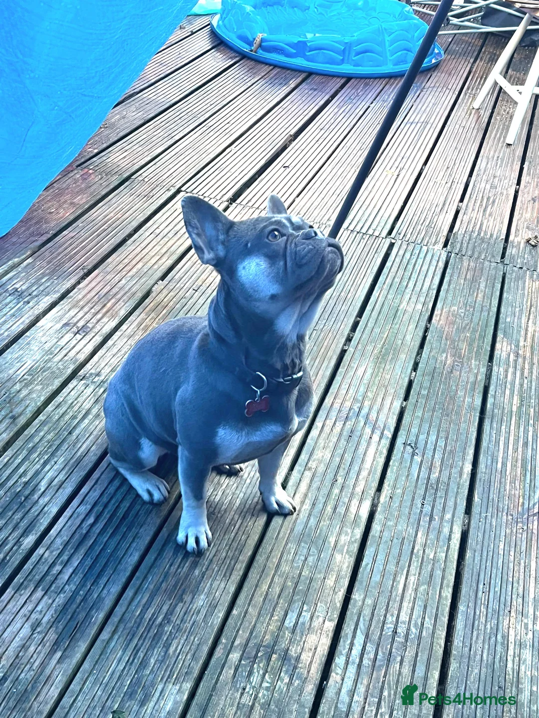 French Bulldog dogs for sale: Little French bulldog  - Advert 2