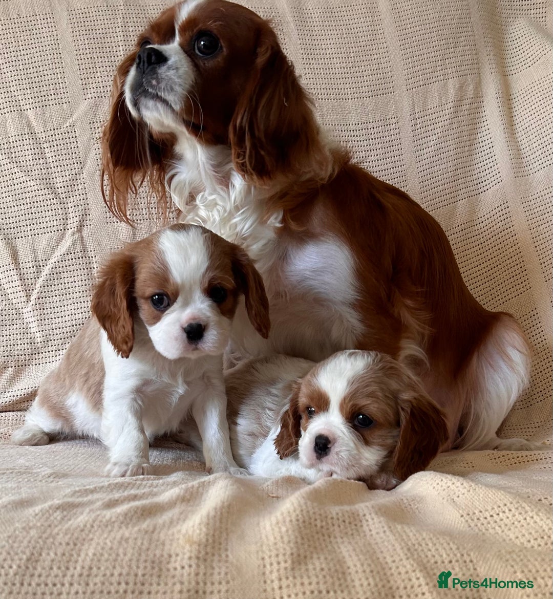 Cavalier King Charles Spaniel dogs for sale: Gorgeous Cavalier King Charles Puppies  - Image 7