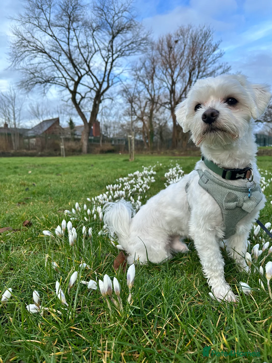 Maltese dogs for stud: Maltese Male for Stud - Advert 2