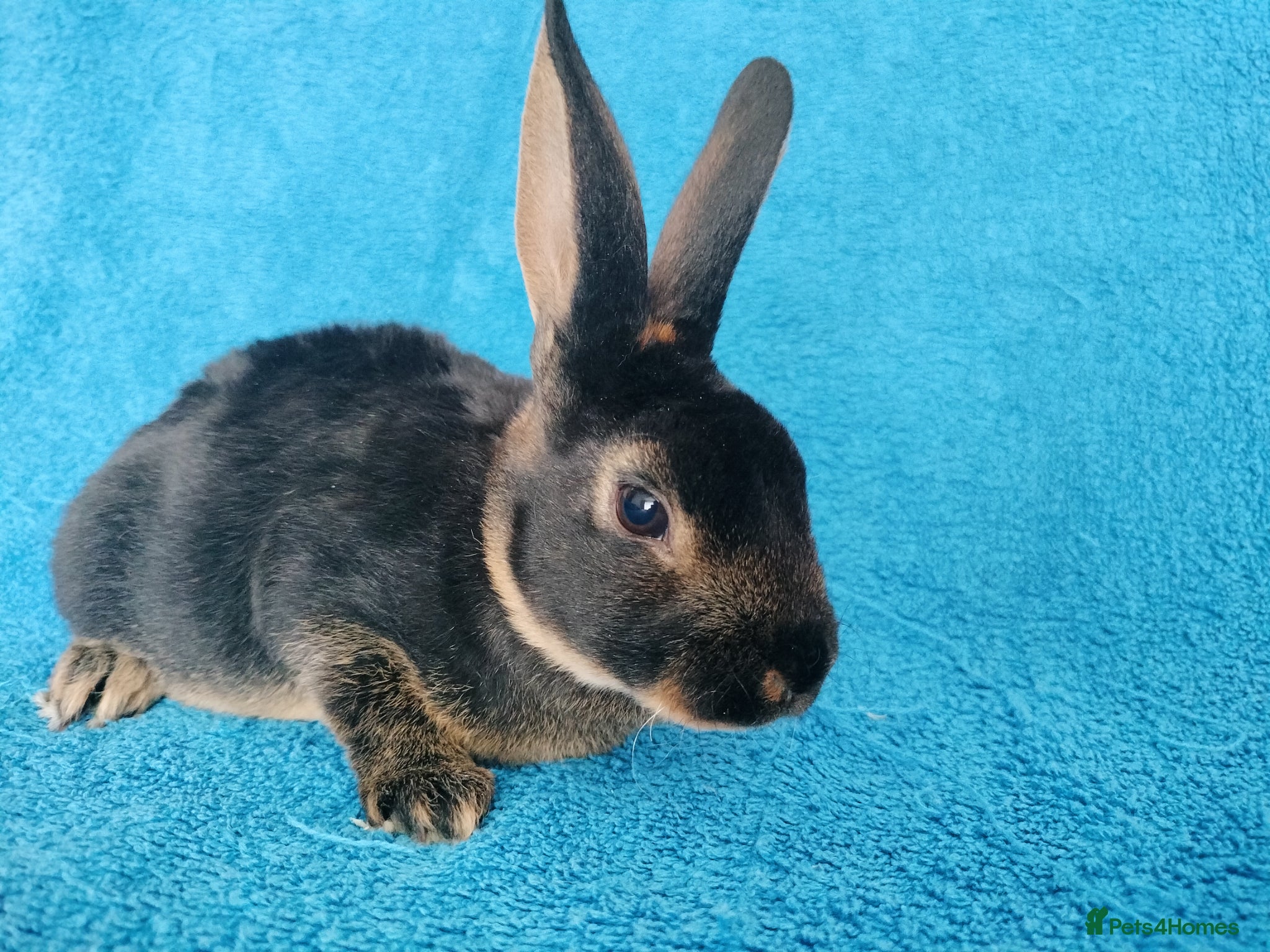 Rex rabbits for sale: Baby mini rex for sale  - Advert 4