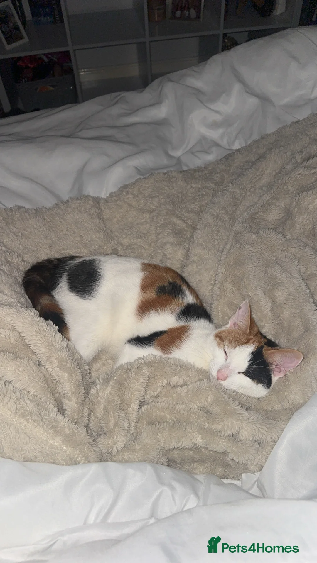 Domestic Shorthair cats for sale: 10 month old Calico Kitten - Advert 2