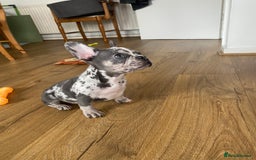 French Bulldog dogs for sale: Beautiful frenchies - Image 4