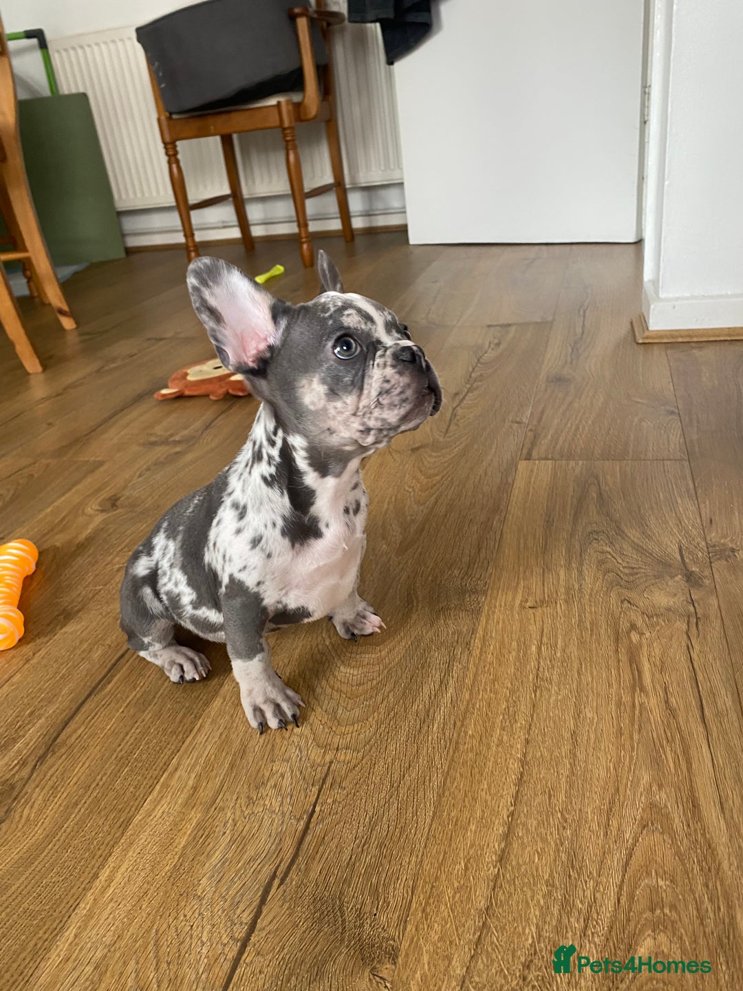 French Bulldog dogs for sale: Beautiful frenchies - Image 4