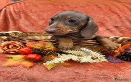 Miniature Dachshund dogs for sale: Miniature dachshund puppies  - Image 10