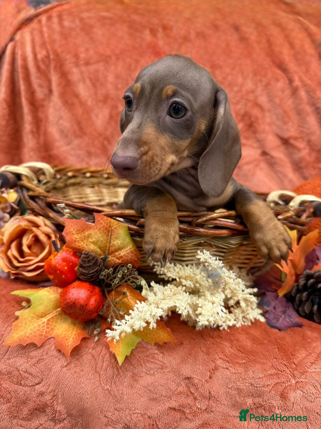 Miniature Dachshund dogs for sale: Miniature dachshund puppies  - Image 10
