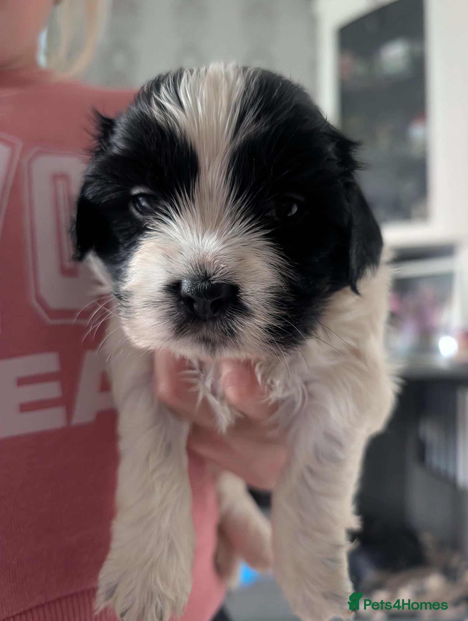 Mixed Breed dogs Cock-a-tzu  - Advert 2