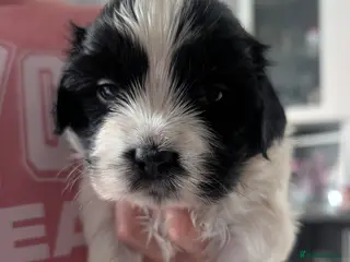 Mixed Breed dogs Cock-a-tzu - Advert 2