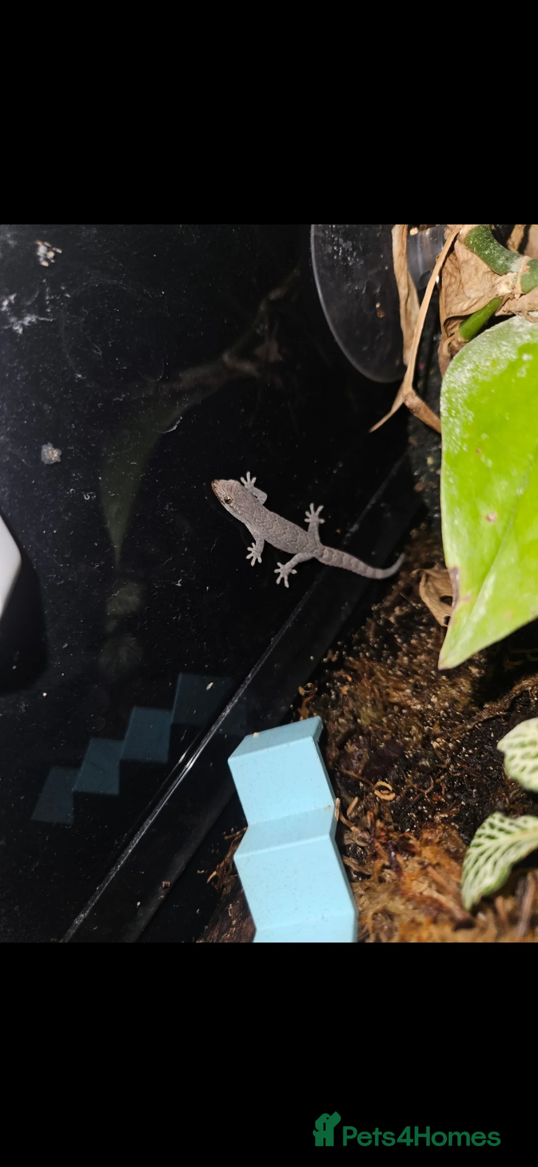 Gecko reptiles for sale: Mourning geckos in Southampton - Advert 2