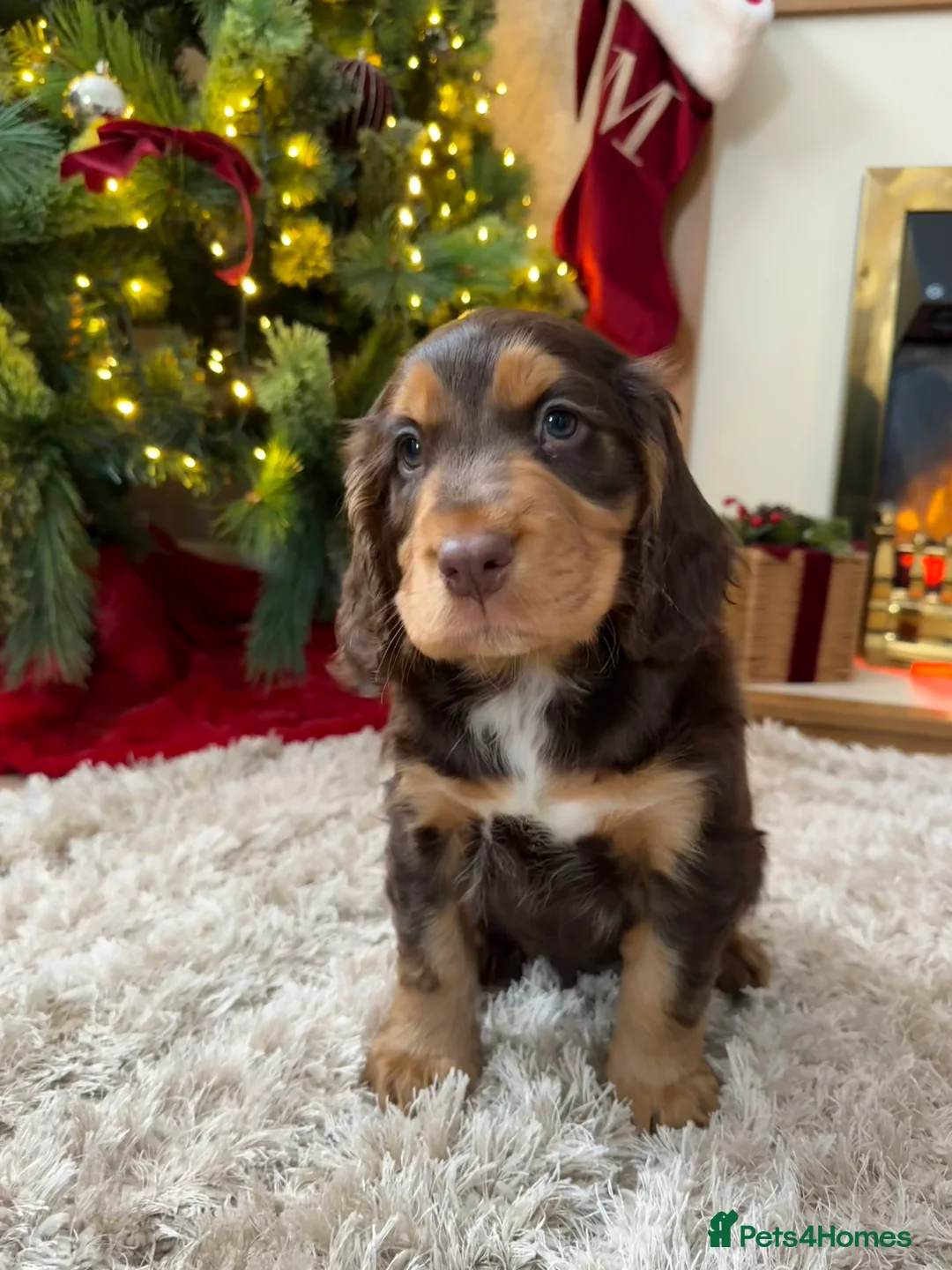 Cocker Spaniel dogs for sale: Cocker Spaniel Puppy - Rolo  - Advert 19