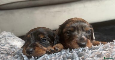 Miniature Dachshund dogs - Advert 8