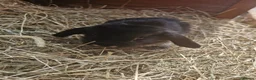Mini Lop rabbits for sale: **mini lops ready now ** - Advert 8