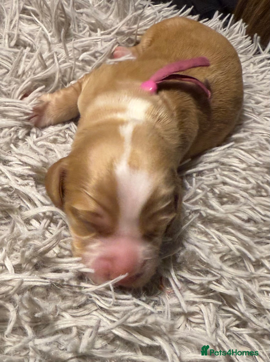 Sprocker dogs for sale: Sprocker puppies  - Advert 3