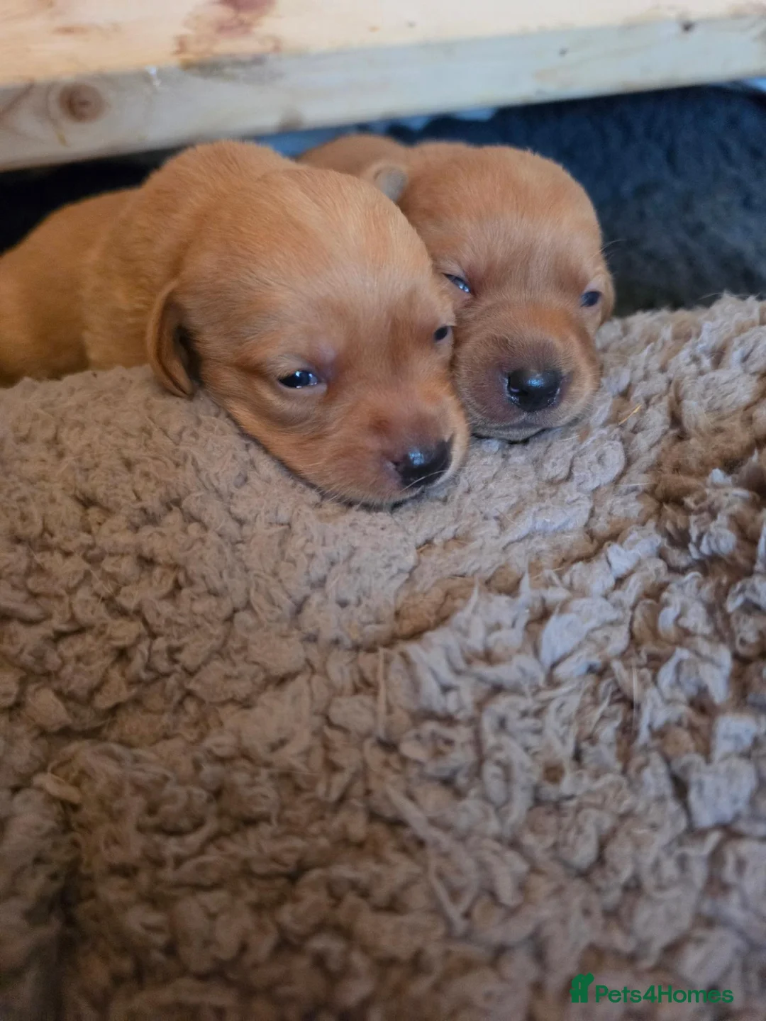 Labrador Retriever dogs for sale: Fox red labrador puppies for sale in Ilkeston - Advert 2
