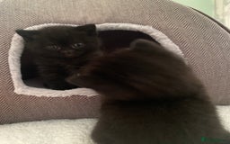 British Shorthair cats for sale: Stunning Pedigree British Shorthair Kittens in Portsmouth - Image 7