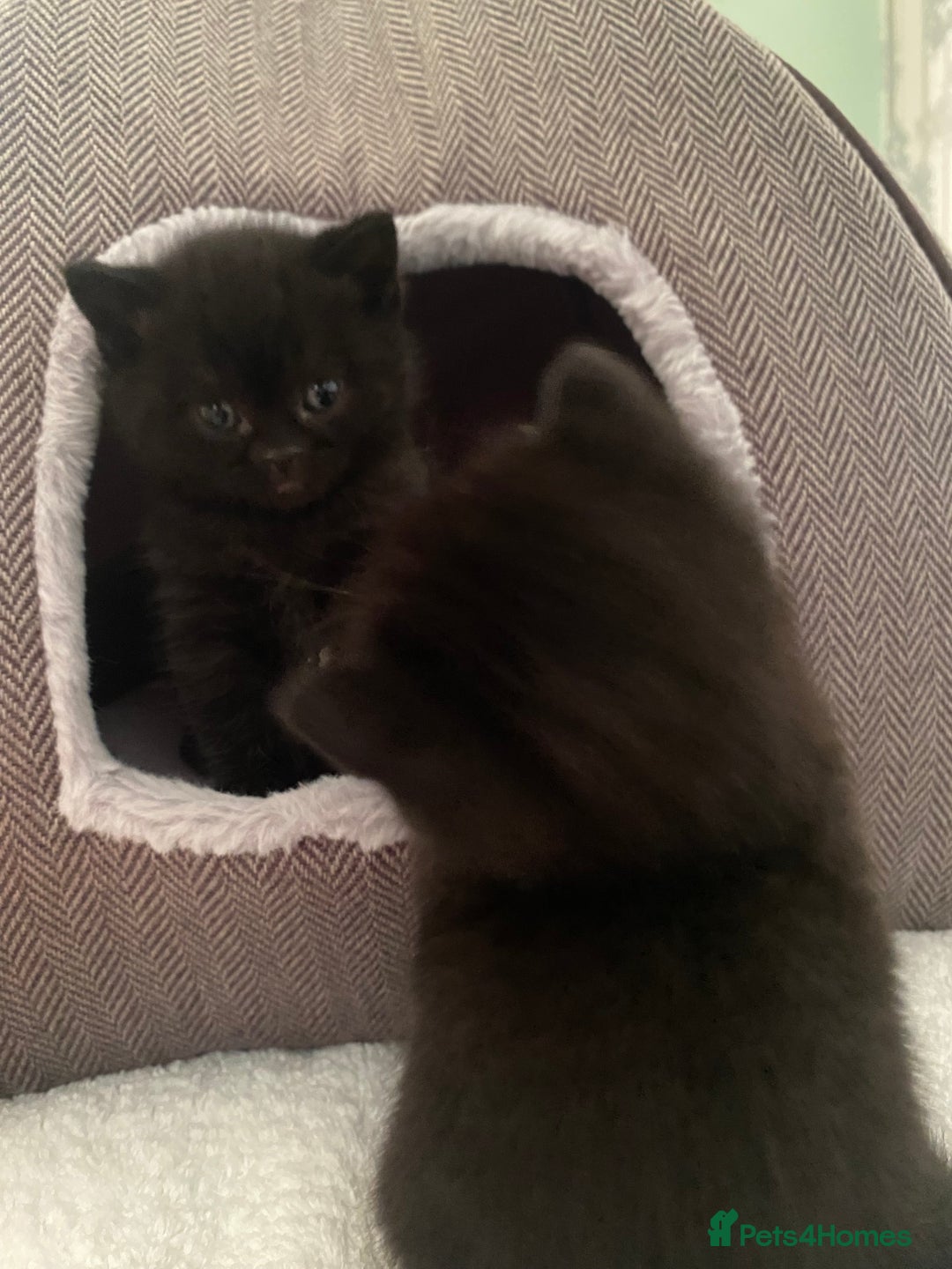 British Shorthair cats for sale: Stunning Pedigree British Shorthair Kittens in Portsmouth - Image 7