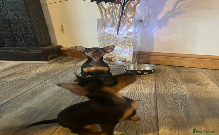 Miniature Pinscher dogs - Advert 2