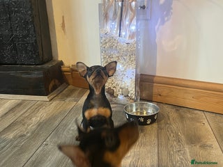 Miniature Pinscher dogs - Advert 2