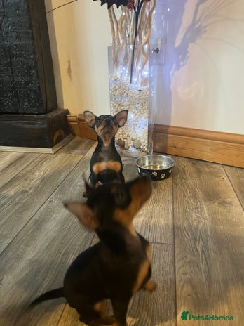 Miniature Pinscher dogs - Advert 1