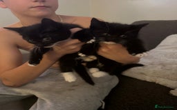 Mixed Breed cats for sale: Fluffy black and white kittens  - Image 1