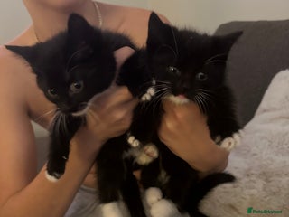 Mixed Breed cats - Advert 2