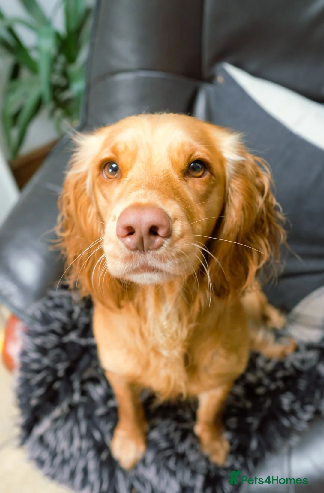 Cocker Spaniel dogs for sale: 3yr old cocker spaniel bitch for sale - Advert 11