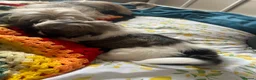 Shih Tzu dogs for sale: Shihtzu puppies 6 week old - Advert 9