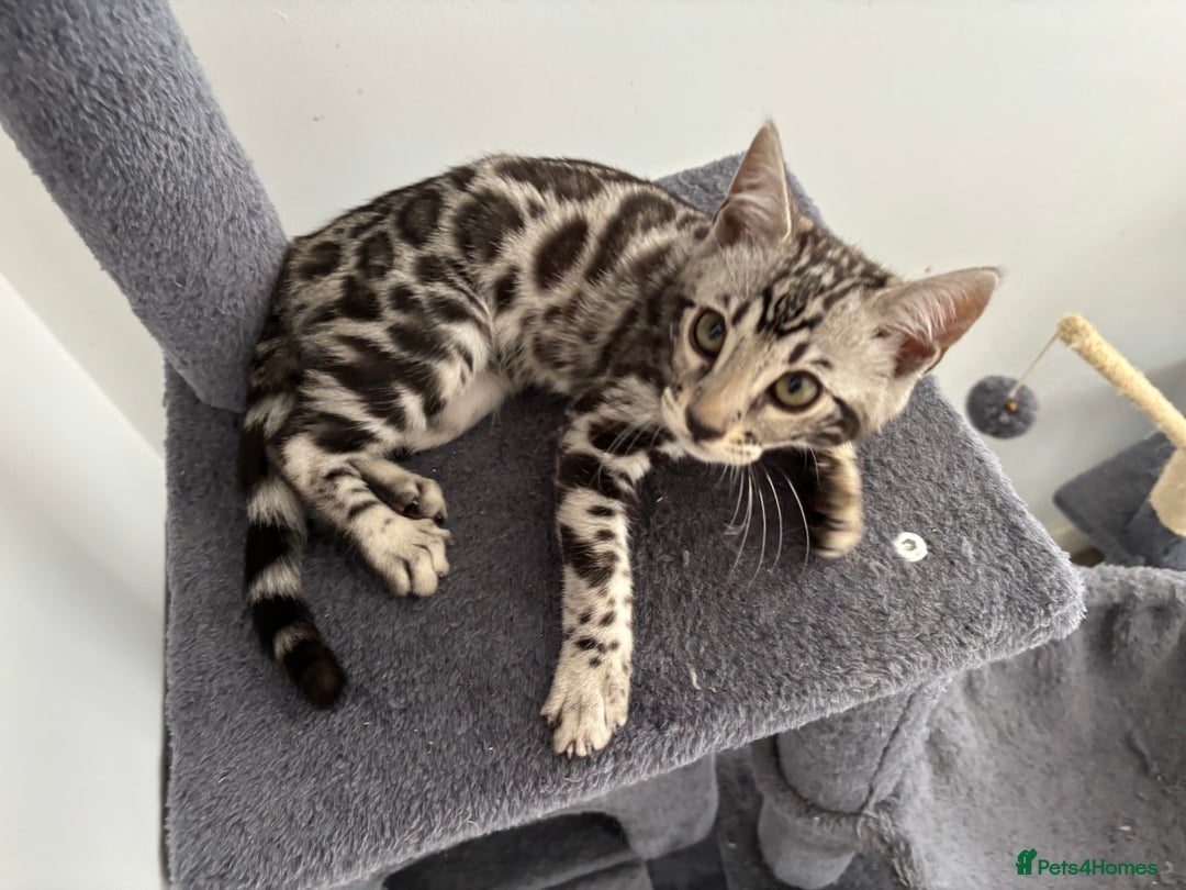 Bengal cats for sale: Stunning TICA registered bengal kittens  in Huntly - Image 9