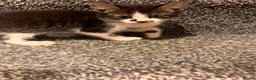 American Shorthair cats for sale: 4 Male American shorthairs - Advert 5