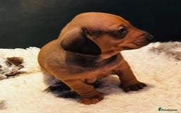 Dachshund dogs for sale: BEAUTIFUL KC REG STANDARD SMOOTH DACHSHUNDS  - Image 8