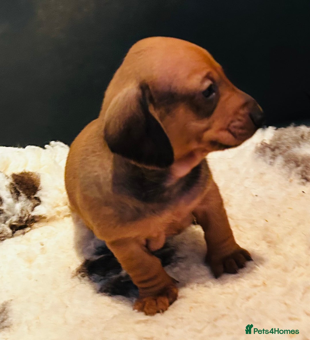 Dachshund dogs for sale: BEAUTIFUL KC REG STANDARD SMOOTH DACHSHUNDS  - Image 8