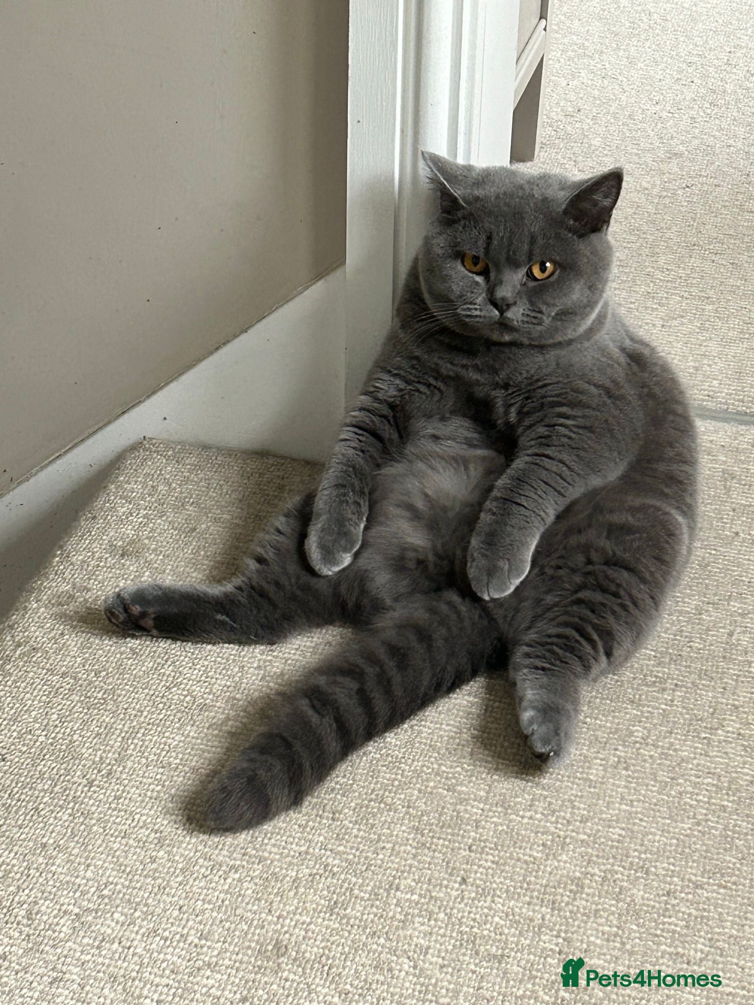 British Shorthair cats Very Special HomeWanted for Our Beautiful Queen 💙 - Advert 2