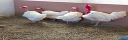 Chickens poultry for sale: Transylvanian Naked Neck Hatching eggs - Advert 4